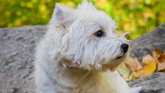 Kleiner Weißer Hund sitzt auf einem Stein.