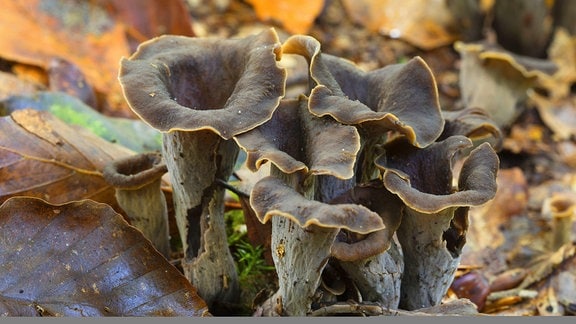 Poor mushroom season in Saxony-Anhalt