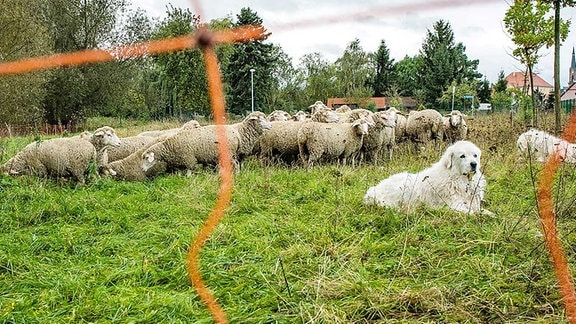 Pyrenäen-Berghund bei einer Schafherde.
