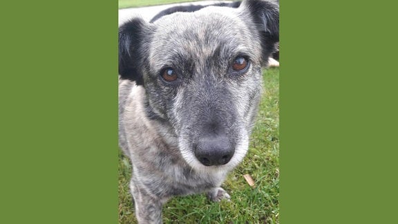 Ein grauer Hund mit freundlichen Augen