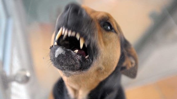 Ein Hund steht im Tierheim bellend in seiner Box und fletscht die Zähne. 