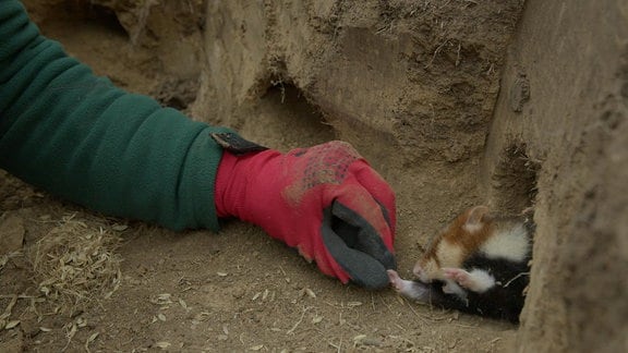 Hamsterumsiedlung am Magdeburger Eulenberg erfolgreich abgeschlossen