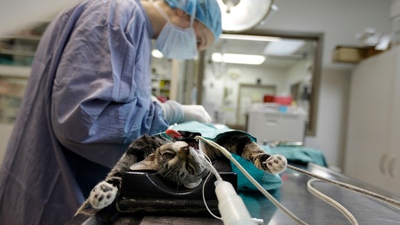 Eine Katze liegt auf einem OP-Tisch