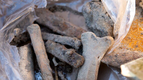 Menschliche Knochen, die bereits am 29.01.2020 bei den Arbeiten für den neuen Fernbahnhof gefunden wurden, liegen in einer Kiste.