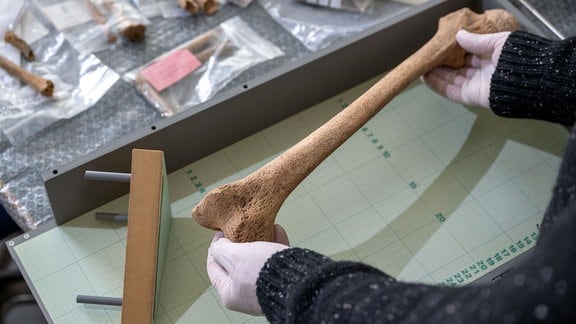 Der Oberschenkelknochen eines Mannes aus der Epoche der Linienbandkeramik wird am Landesamt für Denkmalpflege und Archäologie Sachsen-Anhalt in Halle, vermessen. 