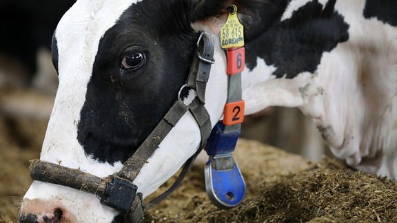 Eine Kuh mit Transponder-Halsband.