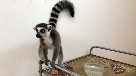 Ein Lemur klammert sich an die Halterung eines rollbaren Tisches
