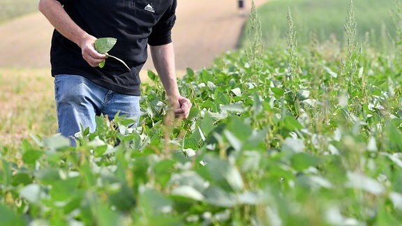 Ein Landwirt begutachtet sein Feld mit Sojapflanzen.