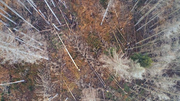 Abgestorbene Fichten auf einer Forstfläche