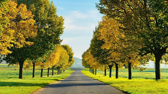 Lindenallee in voller Herbstfärbung im Burgenlandkreis.