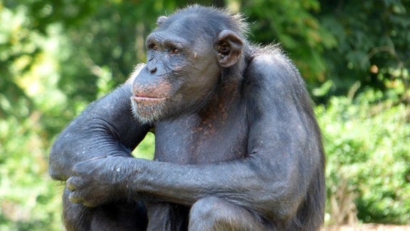 Schimpanse im Zoo Magdeburg