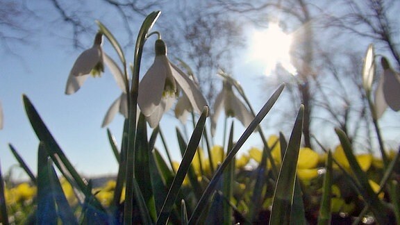 Schneeglöckchen in der Sonne