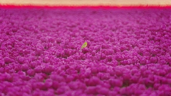 Kleiner grüner Vogel auf einem Feld voller pinkfarbener Blumen