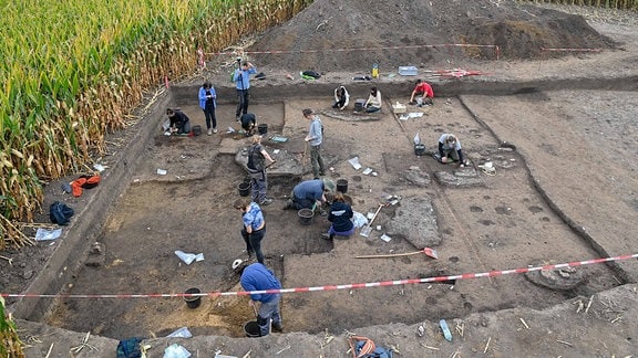 Archäologen graben in einem Maisfeld am Fundplatz einer 7500 Jahre alten Siedlung