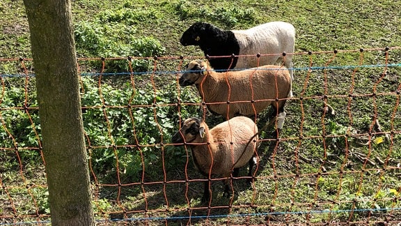 Drei Schafe auf einer Wiese.