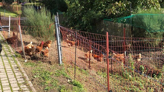 Hühner in einem Vorgarten.