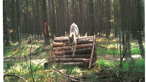 Ein Wolf quert über eine Holzbrücke einen Zaun.