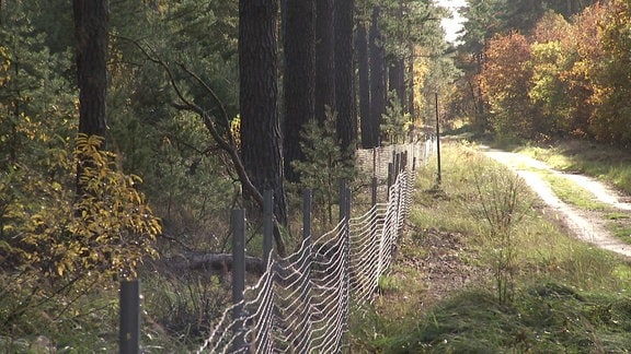 Ein Zaun steht in einem Wald an einem Weg.