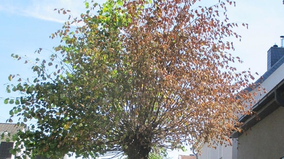 Ein vertrockneter Baum mit Bohrlöchern