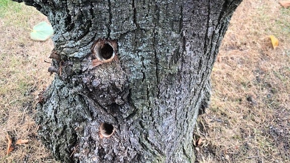 Ein vertrockneter Baum mit Bohrlöchern