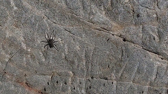 Eine Spinne sitzt an einer Sandsteinwand