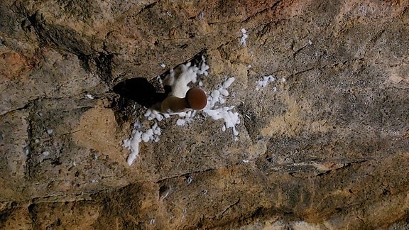 Aus einer Sandstein-Wand wächst ein Pilz mit braunem Hut