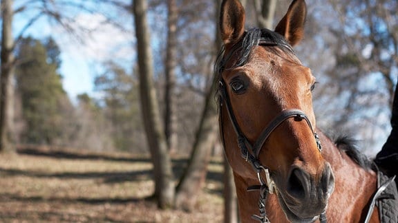 Symbolbild: Kopf eines braunen Pferdes mit Zaumzeug im Wald
