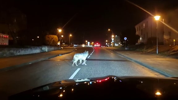 Ein Wolf in der Abenddämmerung auf einer Straße in Wanzleben.