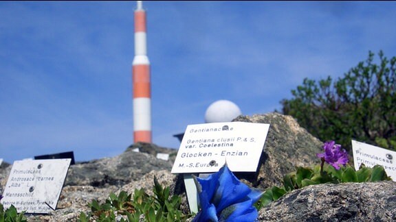 blühender Glocken-Enzian auf dem Brocken