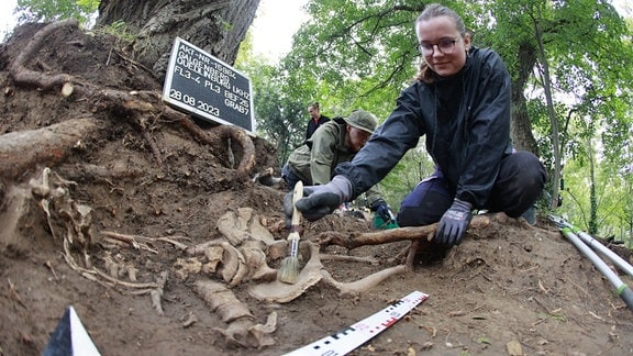 Romy Wirsich (Studentin) legt im Grabungsbereich einer historischen Richtstätte im Harz ein Skelett frei. 
