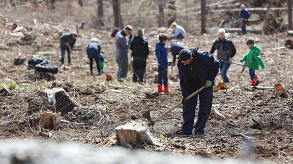 Freiwillige Helfer pflanzen Bäume im Stadtwald von Wernigerode.