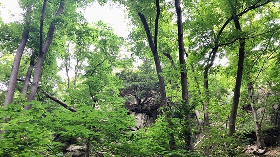 Wald mit Felswänden