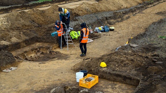 Eine Grabungsmitarbeiterin vom Landesamt für Denkmalpflege und Archäologie Sachsen-Anhalt legt in einer Grube Rinderknochen frei. 