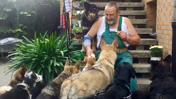 Mann sitzt auf Treppe und Füttert Hunde