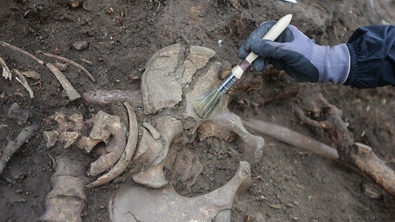 Romy Wirsich (Studentin) legt im Grabungsbereich einer historischen Richtstätte im Harz ein Skelett frei. In Quedlinburg wird derzeit eine historische Richtstätte von Archäologen umfangreich untersucht.