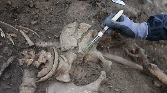 Romy Wirsich (Studentin) legt im Grabungsbereich einer historischen Richtstätte im Harz ein Skelett frei. In Quedlinburg wird derzeit eine historische Richtstätte von Archäologen umfangreich untersucht.