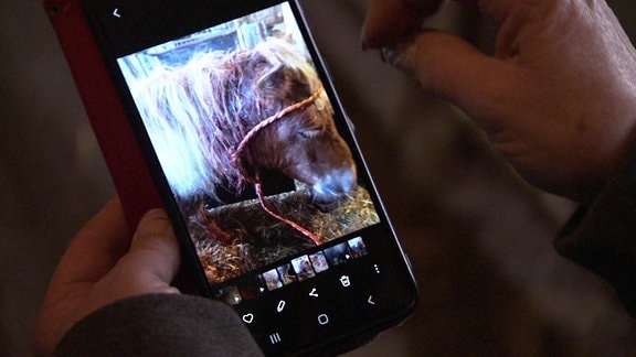 Auf einem Handybildschirm ist das Foto eines Ponys zu sehen.