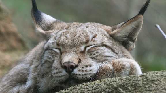 Ein Luchs schläft am 10.10.2014 in einem Luchsgehege nahe der Rabenklippen bei Bad Harzburg (Niedersachsen) im Harz.