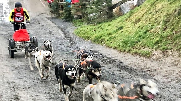 Sechs Hunde sind vor einen bemannten Schlitten gespannt und rennen über eine Matschbahn vor Werbebannern.