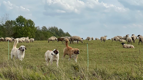 Herdenschutzhunde im Harz bewachen ein Gehege.