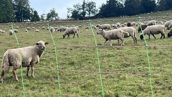 Ein Elektrozaun soll Schafe auf einer Weide schützen.