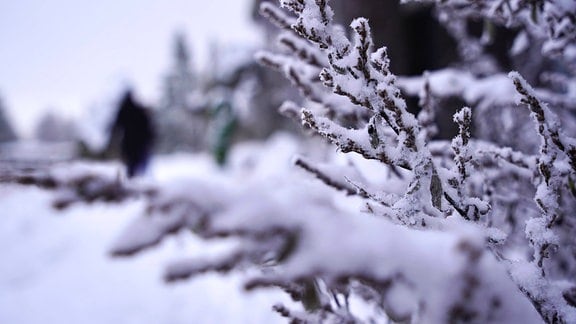 Pünktlich zum ersten Adventswochenende sind die ersten Schneeflocken im Oberharz gefallen