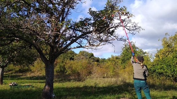 Eine Frau erntet Äpfel von einem Baum.