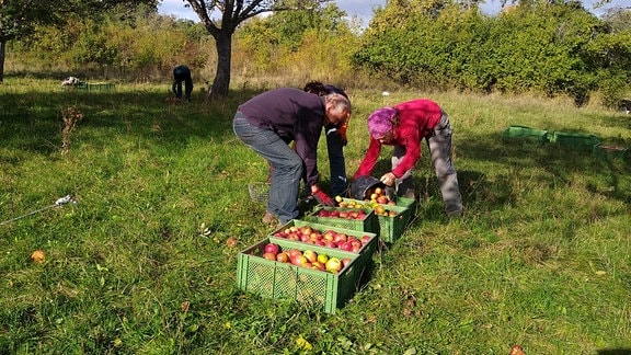 Menschen bei der Apfelernte auf einer Wiese.