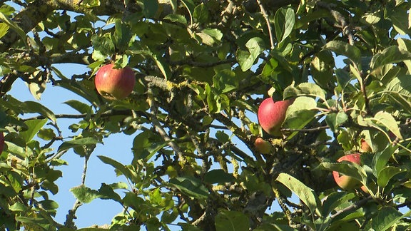 Äpfel am Baum