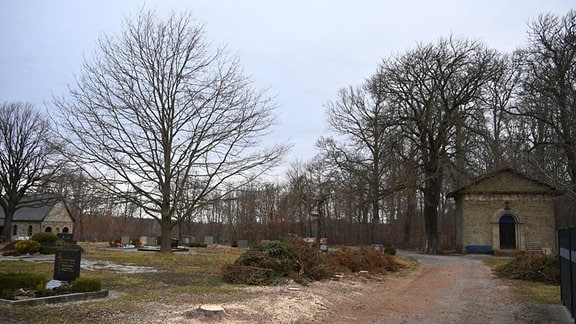 Gefällte Bäume auf dem Friedhof Hüttenrode