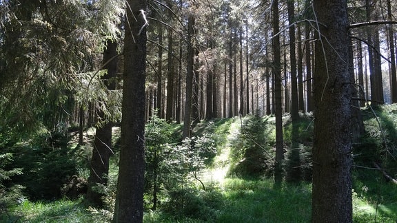 Ein Fichtenwald im Sommer im Harz