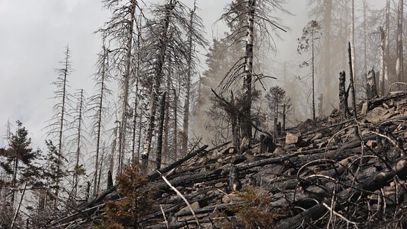 Waldbrand im Harz: Welche Folgen die Katastrophe am Brocken für die Umwelt hat