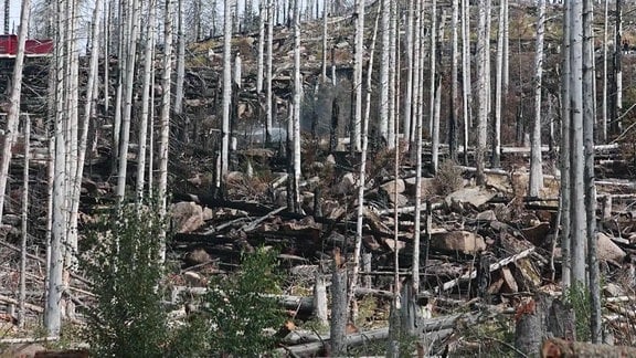 Abgebrannte Waldfläche am Königsberg im Harz