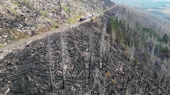 Abgebrannte Waldfläche am Königsberg im Harz